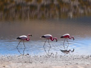 atacama chile flamingoes