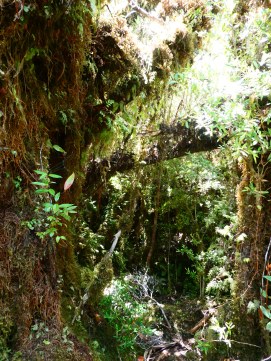 chiloe chile national park trees