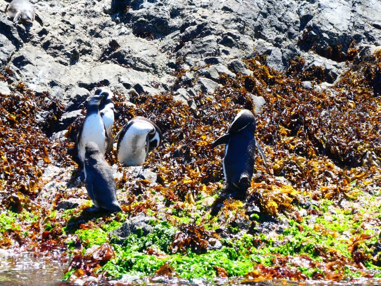 magellan penguins near pinihuil, on chiloe islands, chile