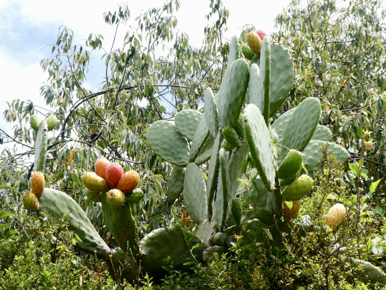exotic fruits tuna fig cactus