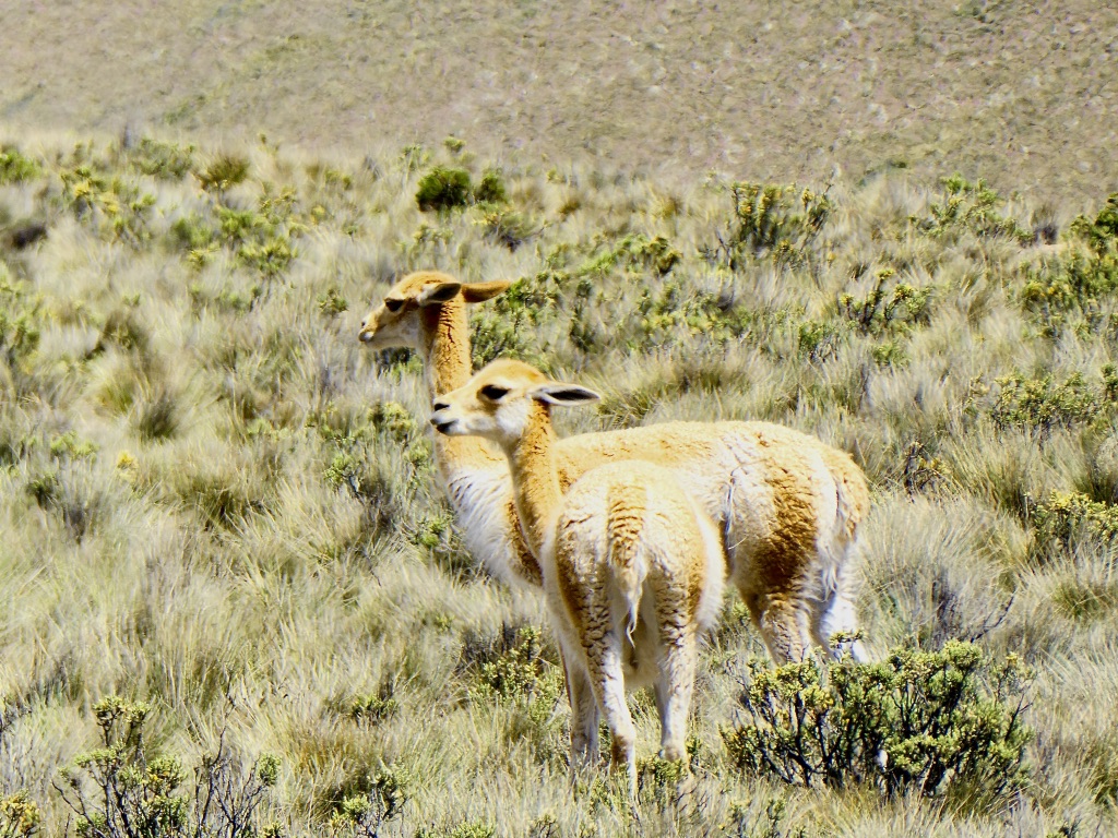 2 or 3 weeks in argentina self guided itinerary green mochila