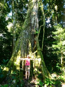Amazon big tree
