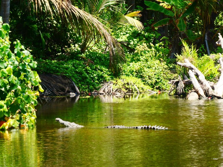 Alligator in Tayrona Park