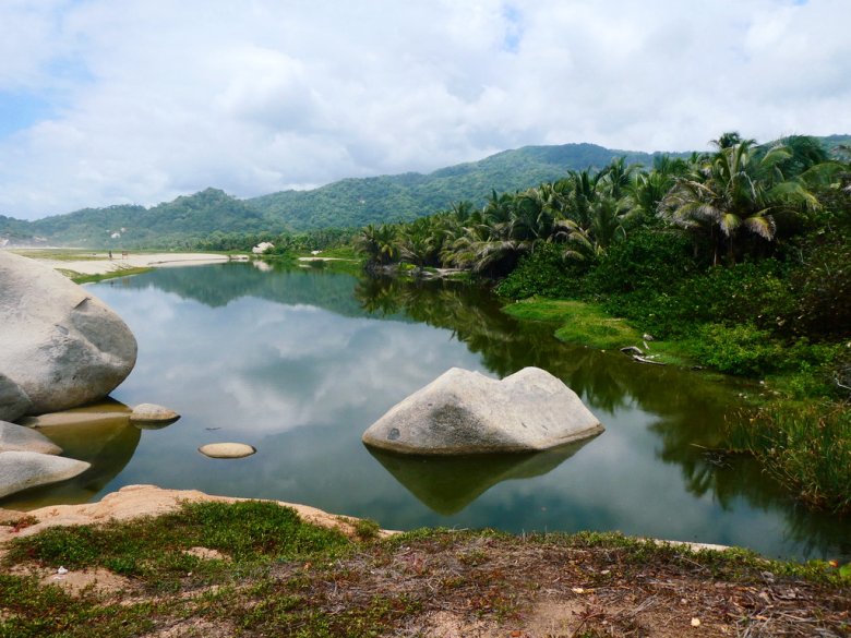 swamp with big stones in the water and palm trees
