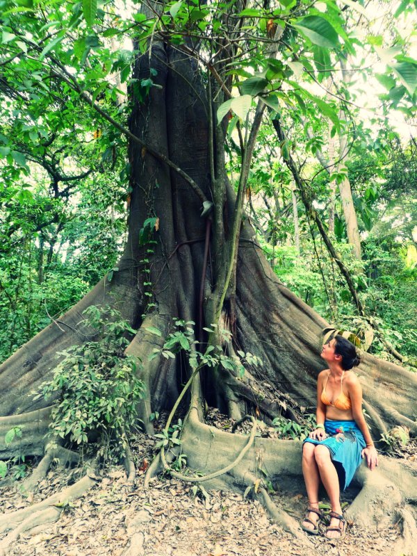 Tayrona Park trees