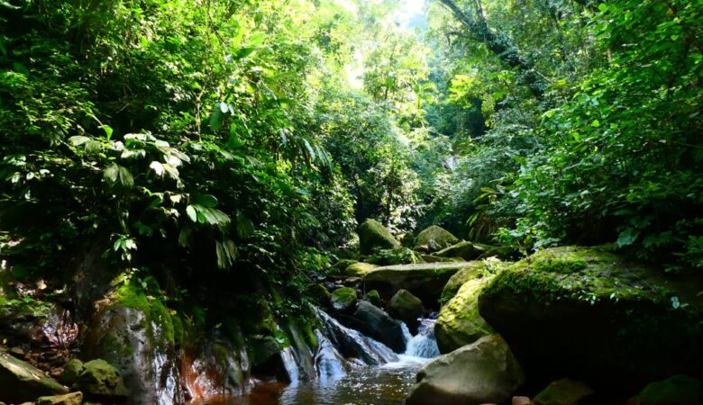 A small waterfall in the Amazon rainforest