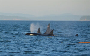 A group of killer whales in the ocean