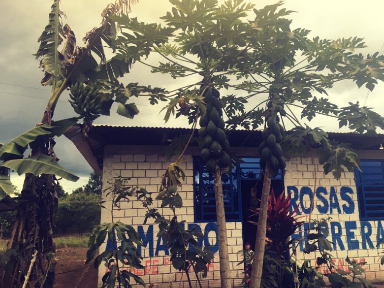 Peruvian plantain tree