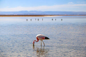 Flamingos in the Atacama desert, Chile