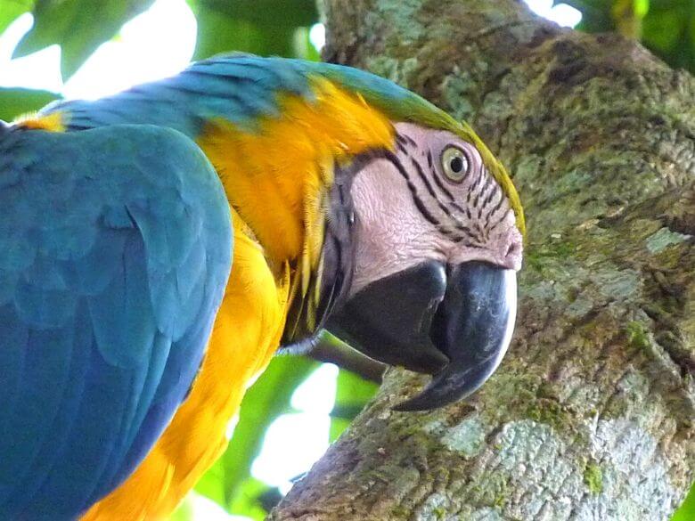 Close-up of a macaw parrot in Tambopata National Reserve, Peru