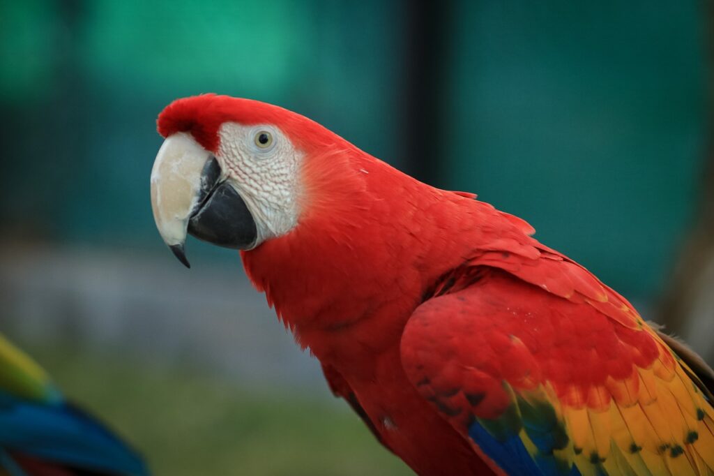 Macaw parrot Amazon Rainforest